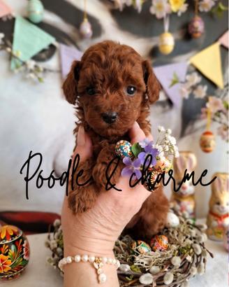 Barboncino mini mini toy