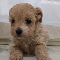Cucciolo maltipoo