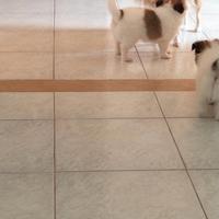 Chihuahua maschio Roma