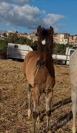 Puledro arabo
