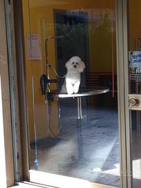 Barboncina bianca 6 anni