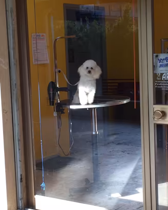 Barboncina bianca 6 anni