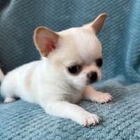 Emily - CHIHUAHUA TOY CUCCIOLI - PAGAMENTO RATEALE