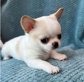 Emily - CHIHUAHUA TOY CUCCIOLI - PAGAMENTO RATEALE