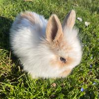 Conigli nani arieti pelo d'angora