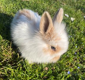 Conigli nani arieti pelo d'angora