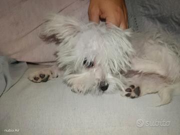 Maltese