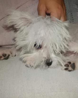 Maltese