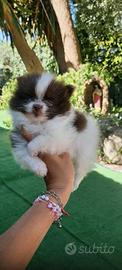 Spitz Pomerania nano particolar