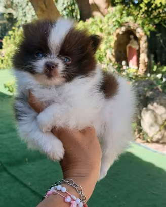 Spitz Pomerania nano particolar