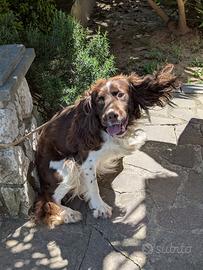 Cane Springer Spaniel