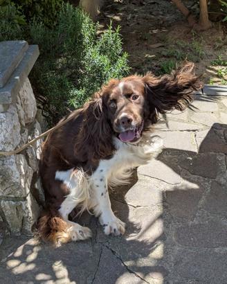 Cane Springer Spaniel