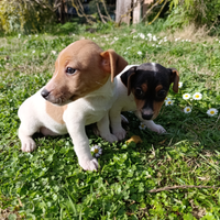 Jack Russel puri zampa corta