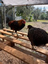 Tris di Araucana