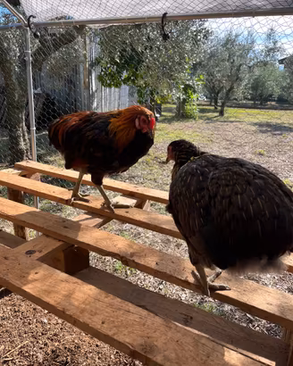 Tris di Araucana