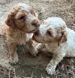 Lagotto romagnolo cuccioli