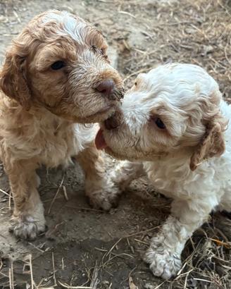Lagotto romagnolo cuccioli