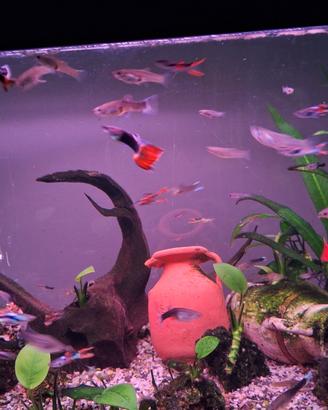 Pesci Guppy