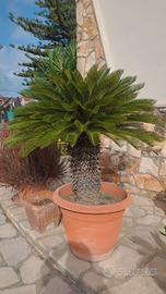 Piante