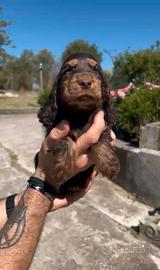 Cocker spaniel inglese
