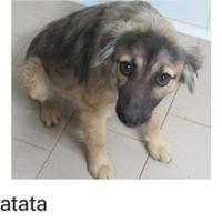 Cagnolina taglia piccola