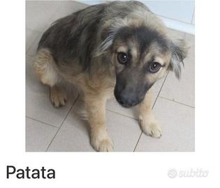 Cagnolina taglia piccola