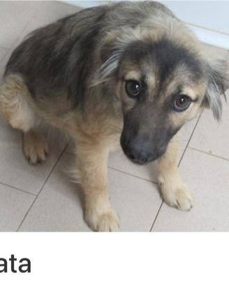 Cagnolina taglia piccola