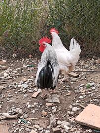 Gallo livornese