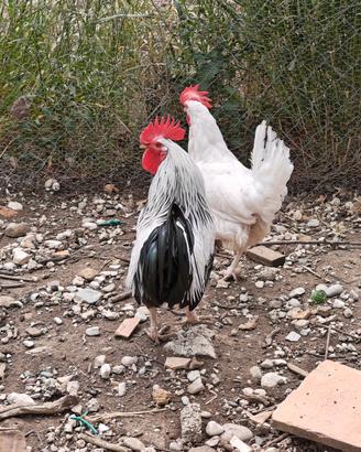Gallo livornese