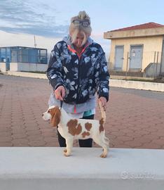 Beagle cucciolona