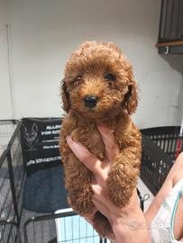 Splendidi Cuccioli di Barboncino Fulvo Toy & Nano