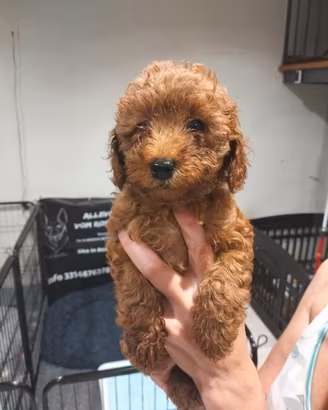 Splendidi Cuccioli di Barboncino Fulvo Toy & Nano
