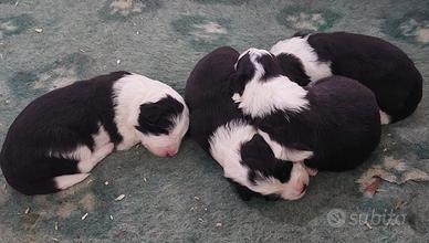 Cuccioli Border Collie