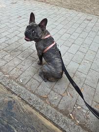 Bulldog francese
