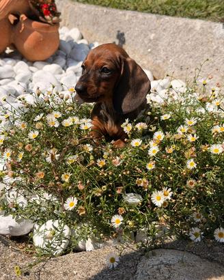 Cucciola di bassotto tedesco nano