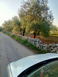 Oliveto di. Tre ettari e mezzo giovinazzo