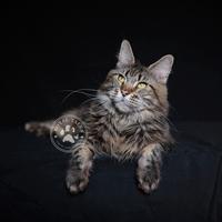 Maine coon - gatto - gatta -
