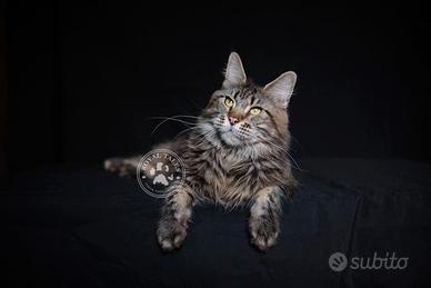 Maine coon - gatto - gatta -