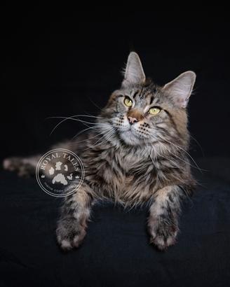 Maine coon - gatto - gatta -