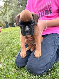 Cuccioli di boxer