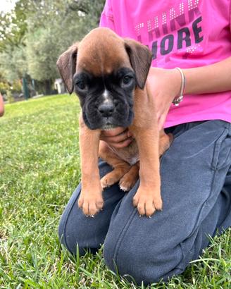 Cuccioli di boxer
