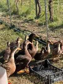 Anatroccoli Apple silver