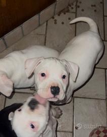 Cuccioli amstaff