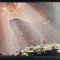 Monitor 240hz ips full hd acer predator