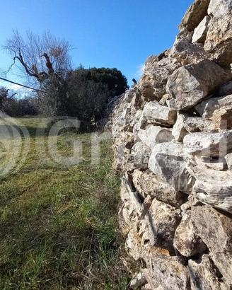 Terreno Agricolo Ugento [7masseriagrandeVCG] (Torr
