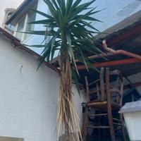 Yucca