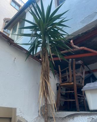 Yucca