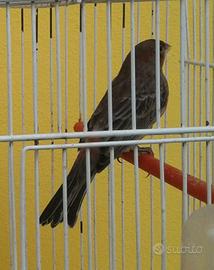 Ciuffolotto messicano