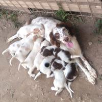 Cuccioli di cane setter inglese