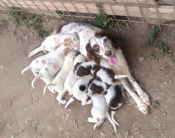 Cuccioli di cane setter inglese